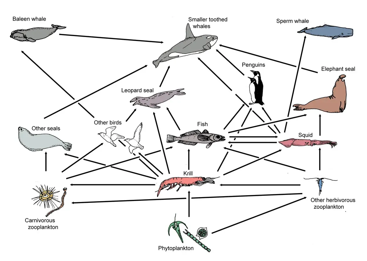 food-webs