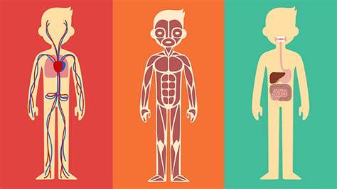 The Bodily Systems