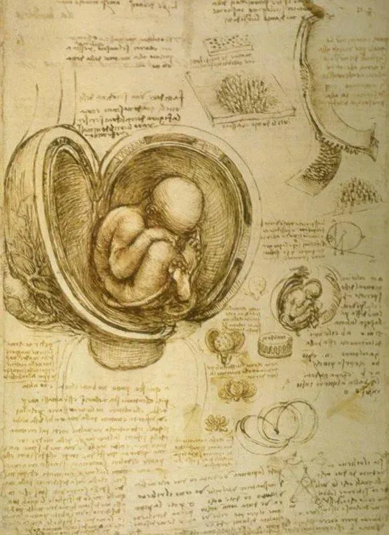 Leonardo Da Vinci's Interest in Human Anatomy