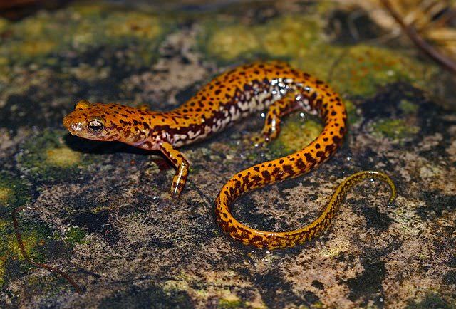 15 Facts About the Long-tailed Salamander