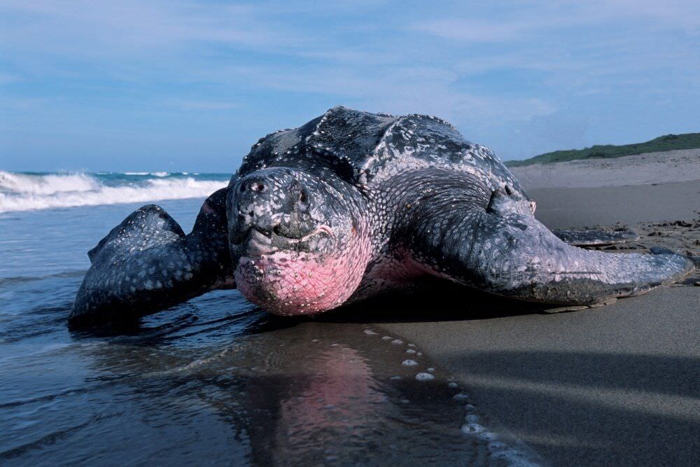 The Life Cycle of the Leatherback Turtle